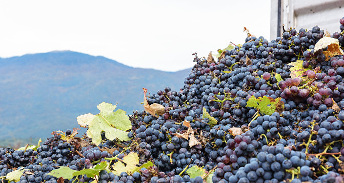 Архивное фото абхазского винограда