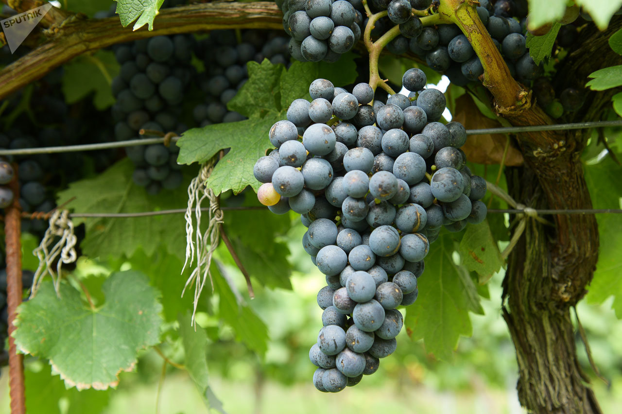Абхазия виноград
