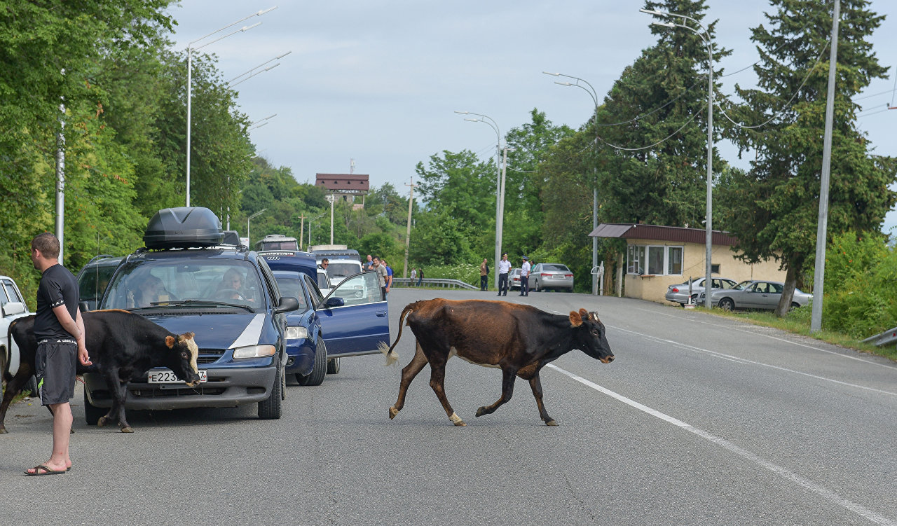 Скот на дороге