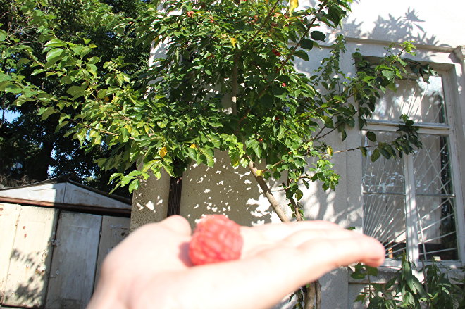 Миринда арбуз ягоды. Миринда со вкусом арбуза и ягод. Миринда арбуз. Личи в абхазии. Фрукт тьмы.