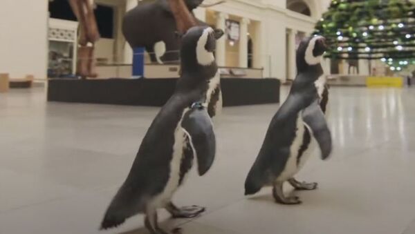Пингвины первыми посетили музей после карантина - Sputnik Абхазия