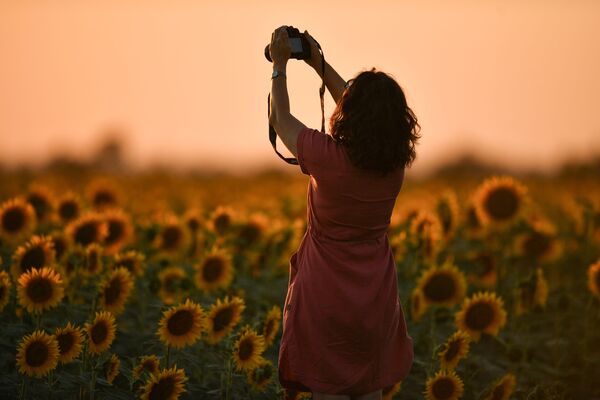 Девушка во время цветения подсолнечника на поле в Симферопольском районе - Sputnik Абхазия