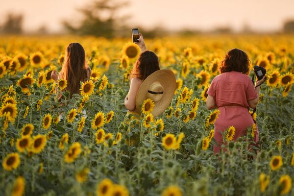 Девушки во время цветения подсолнечника на поле в Симферопольском районе - Sputnik Абхазия