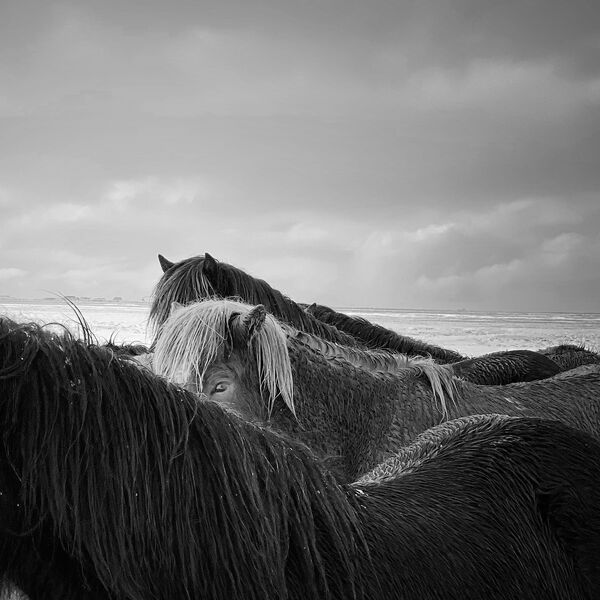 Снимок Horses in the storm китайского фотографа Xiaojun Zhang, занявший 1-е место в номинации ANIMALS конкурса IPPAWARDS 2020 - Sputnik Абхазия
