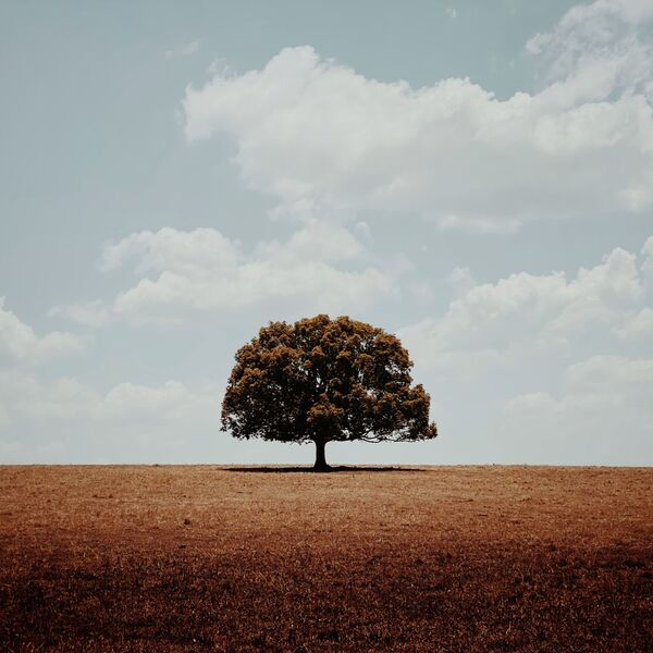 Снимок Alone австралийского фотографа Glenn Homann, получивший главный приз в номинации Trees конкурса IPPAWARDS 2020 - Sputnik Абхазия