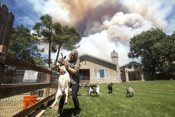 Жительница спасает коз во время природного пожара в Калифорнии  - Sputnik Абхазия