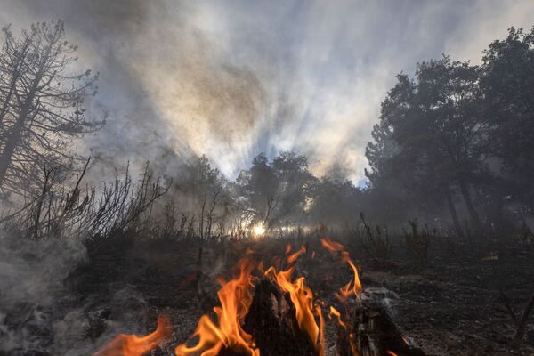 Пламя огня в лесу в Калифорнии  - Sputnik Абхазия