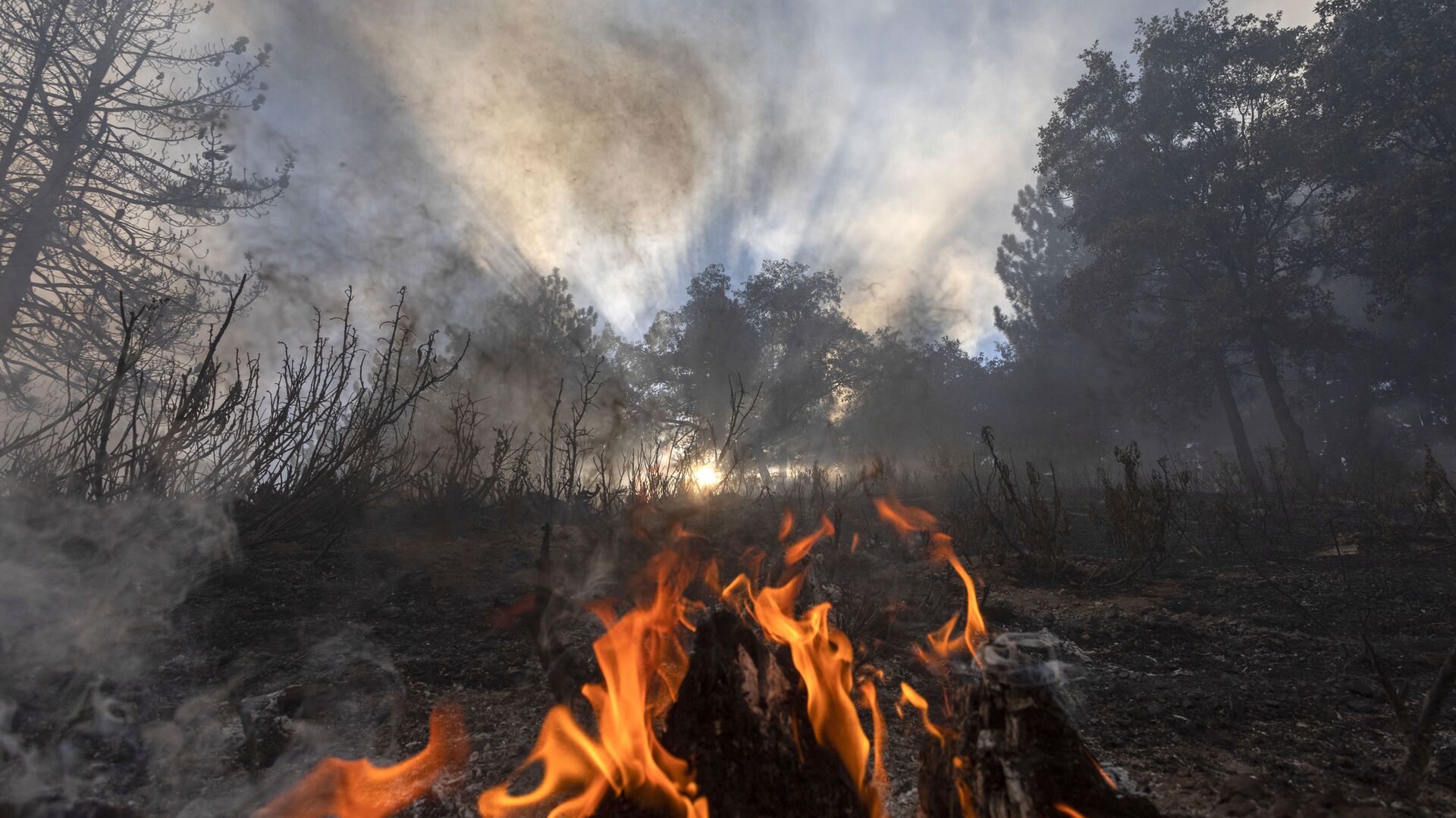 Пламя огня в лесу в Калифорнии  - Sputnik Абхазия, 1920, 27.01.2023
