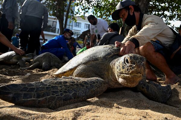  Люди готовятся выпустить зеленых морских черепах на пляже острове Бали, конфискованных у контрабандистов - Sputnik Абхазия
