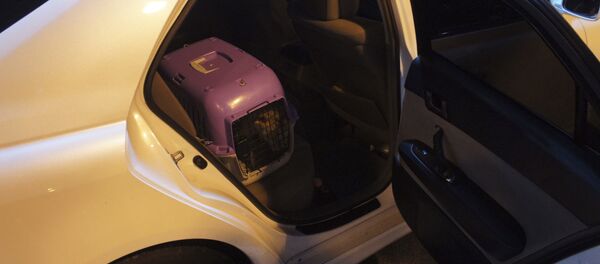 Львенок в клетке  - Sputnik Абхазия