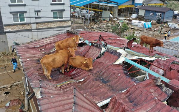 Коровы, застрявшие на крыше из-за наводнения в Южной Корее - Sputnik Абхазия