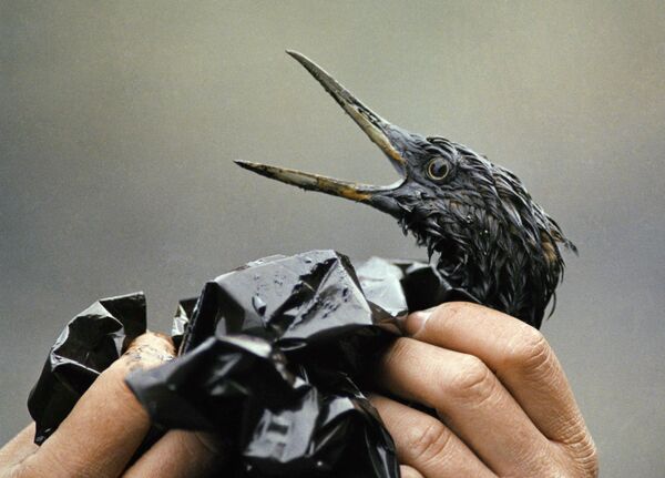 Покрытая нефтью птица после разлива из нефтяного танкера Exxon Valdez на Аляске  - Sputnik Абхазия