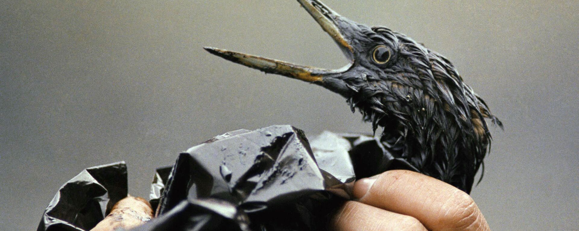 Покрытая нефтью птица после разлива из нефтяного танкера Exxon Valdez на Аляске  - Sputnik Абхазия, 1920, 17.12.2024