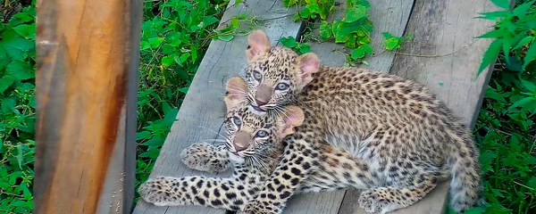 Леопарды Кодор и Лаба - Sputnik Абхазия