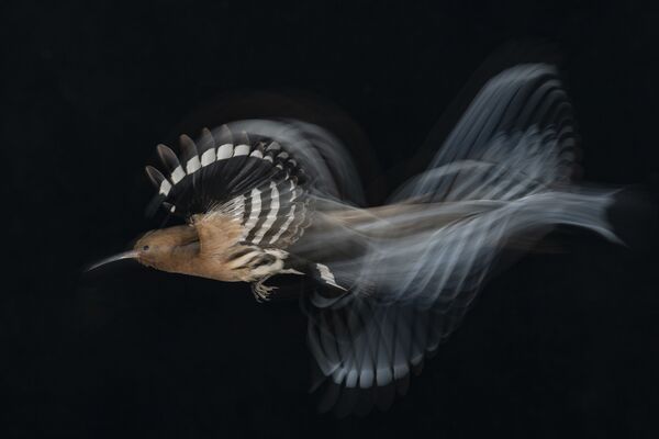 Снимок HOOPOE FLIGHT AT LOW SPEED израильского фотографа Gadi Shmila, победивший в категории Birds in Flight фотоконкурса Bird Photographer of the Year 2020  - Sputnik Абхазия