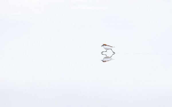 Снимок ON THE RUN австралийского фотографа Georgina Steytler, победивший в категории Best Portfolio фотоконкурса Bird Photographer of the Year 2020 - Sputnik Абхазия
