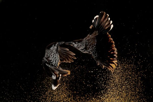 Снимок NUTCRACKERS FIGHTING IN THE SNOW нидерландского фотографа Roelof Molenaar, победивший в категории Bird Behaviour фотоконкурса Bird Photographer of the Year 2020 - Sputnik Абхазия