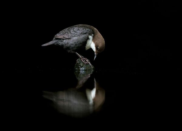 Снимок A DIPPER IN THE MIRROR норвежского фотографа Terje Kolaas, занявший 3-е место в категории Best Portrait фотоконкурса Bird Photographer of the Year 2020 - Sputnik Абхазия