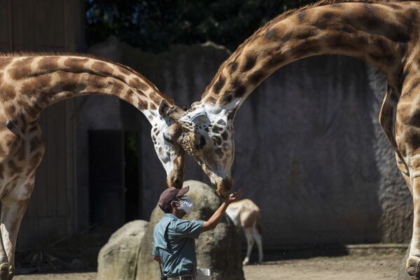 Кипер кормит жирафов в La Aurora Zoo в Гватемале - Sputnik Абхазия