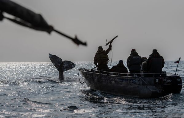 Китобои во время охоты на кита в Беринговом проливе - Sputnik Абхазия