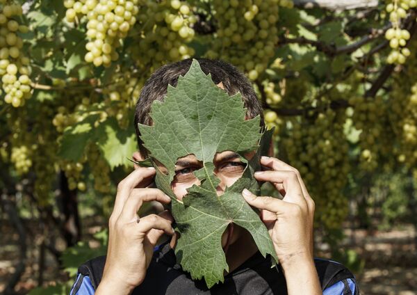 Палестинский фермер использует виноградный лист в качестве защитной маски - Sputnik Абхазия