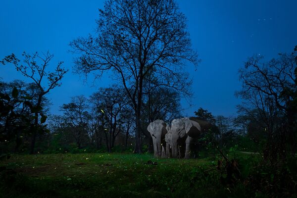 Снимок A Mirage In The Night фотографа Nayan Jyoti Das, победивший в категории Creative Nature Photography конкурса Nature inFocus Photo Awards 2020 - Sputnik Абхазия