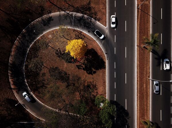 Цветение дерева ипе в Бразилии  - Sputnik Абхазия