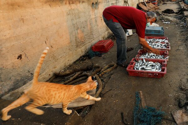 Рыбак с уловом и кот в морском порту Газы - Sputnik Абхазия