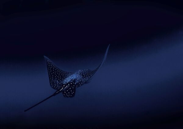 Снимок Spotted eagle ray фотографа Francesca Page, ставший победителем в категории Nature конкурса National Geographic Traveller Photography Competition 2020 - Sputnik Абхазия