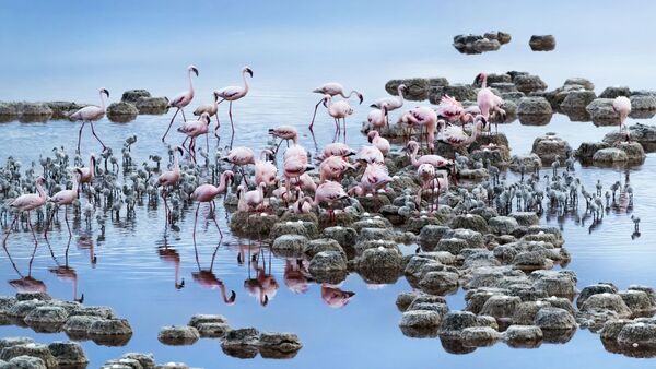 Снимок Flamingos фотографа Tony Zhang, ставший финалистом в категории NATURE конкурса National Geographic Traveller Photography Competition 2020 - Sputnik Абхазия