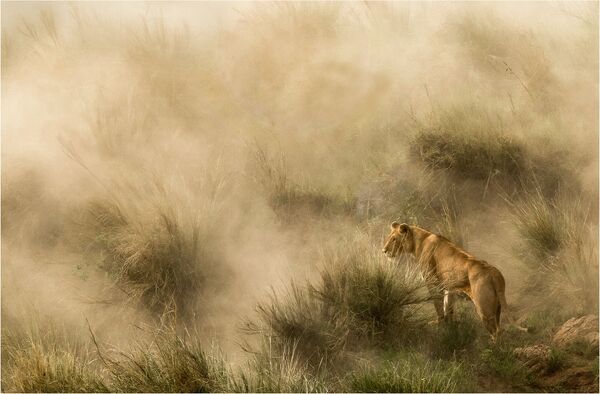 Снимок Lioness in a sandstorm фотографа Diana Knight, ставший финалистом в категории NATURE конкурса National Geographic Traveller Photography Competition 2020 - Sputnik Абхазия