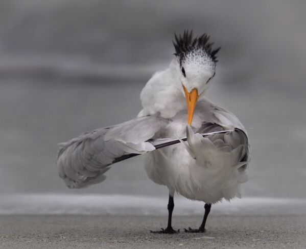 Снимок Tern tuning its wings фотографа Danielle D'Ermo, ставший финалистом конкурса 2020 The Comedy Wildlife Photography Awards - Sputnik Абхазия