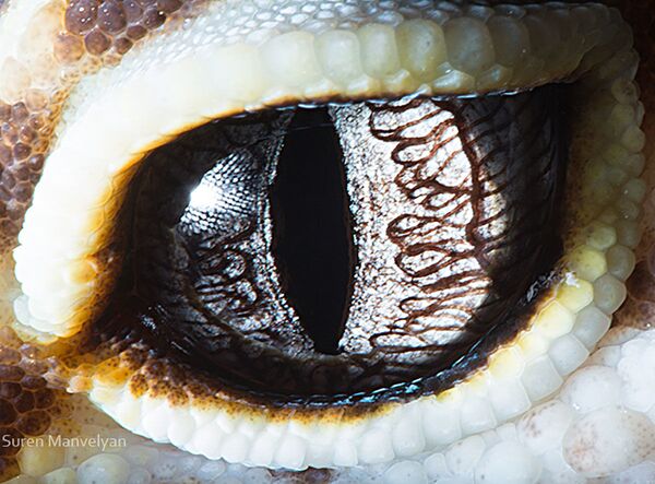 Макроснимок глаза ящерицы рода Эублефары фотографа Suren Manvelyan - Sputnik Абхазия