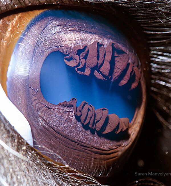 Макроснимок глаза ламы фотографа Suren Manvelyan - Sputnik Абхазия