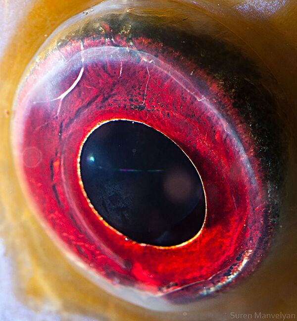 Макроснимок глаза рыбы рода Дискус фотографа Suren Manvelyan - Sputnik Абхазия