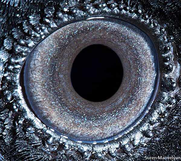 Макроснимок глаза ворона фотографа Suren Manvelyan - Sputnik Абхазия
