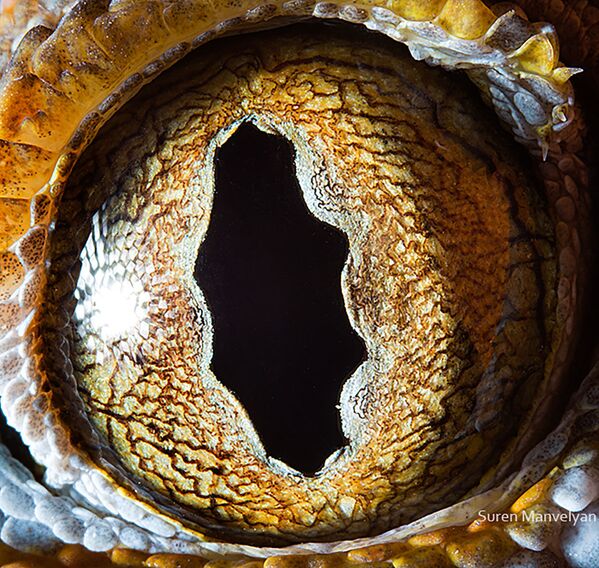 Макроснимок глаза геккона токи фотографа Suren Manvelyan - Sputnik Абхазия