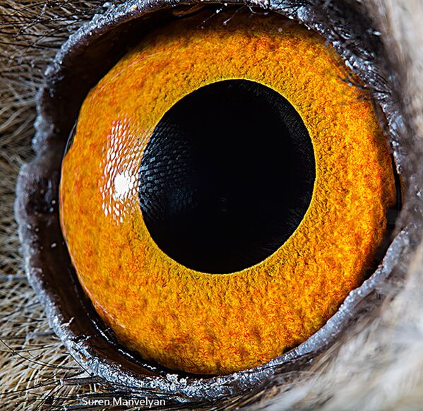 Макроснимок глаза ушастой совы фотографа Suren Manvelyan - Sputnik Абхазия