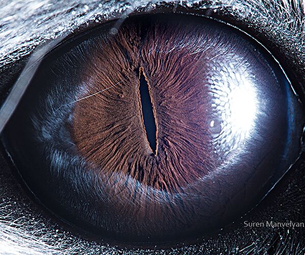 Макроснимок глаза шиншиллы фотографа Suren Manvelyan - Sputnik Абхазия