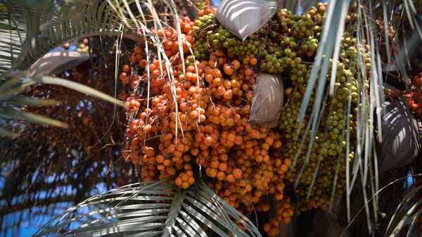 Финиковая пальма  - Sputnik Абхазия