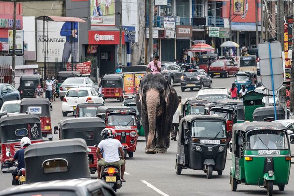 Погонщик едет на слоне среди уличного движения в Пилияндале в Шри-Ланке, Коломбо - Sputnik Абхазия