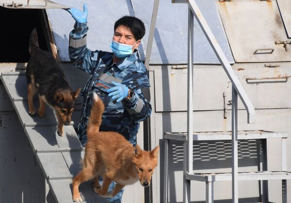 Кинолог во время занятий со служебными собаками породы шалайка кинологического подразделения авиакомпании Аэрофлот в аэропорту Шереметьево - Sputnik Абхазия