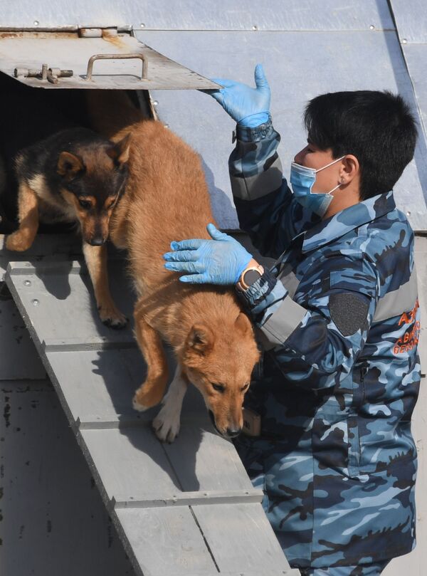 Тренировка служебных собак по выявлению новой коронавирусной инфекции - Sputnik Абхазия