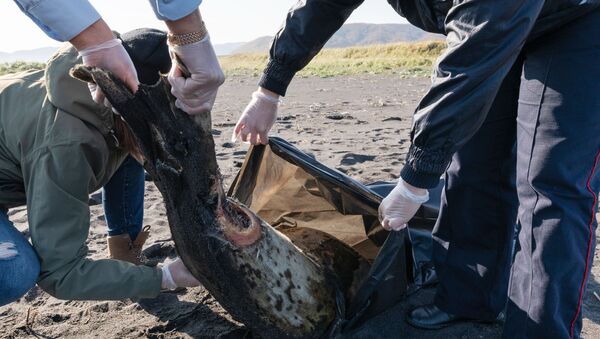 Полиция проверяет информацию о загрязнении воды и гибели морских животных на Камчатке - Sputnik Абхазия