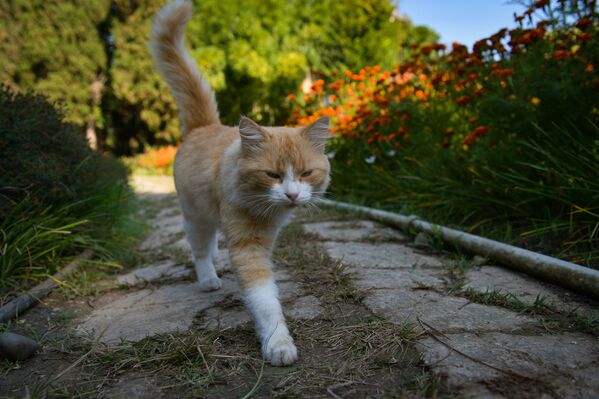 Кот на прогулке  - Sputnik Абхазия