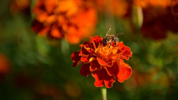 Пчела опыляет цветок - Sputnik Аҧсны