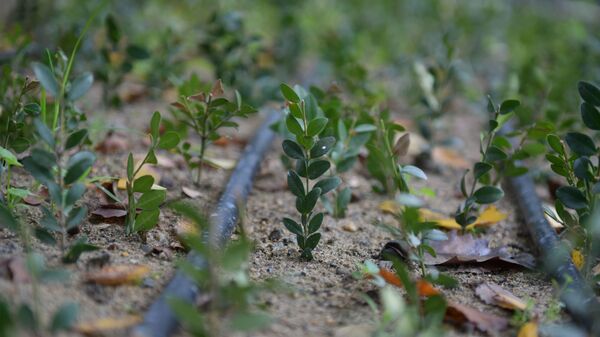 Открытие питомника по выращиванию самшита в АБНИЛОСе - Sputnik Абхазия