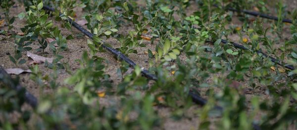 Открытие питомника по выращиванию самшита в АБНИЛОСе  Открытие питомника по выращиванию самшита в АБНИЛОСе  - Sputnik Аҧсны