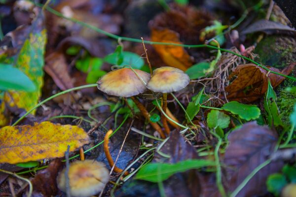 Лучшее время идти за грибами – осень.  - Sputnik Абхазия