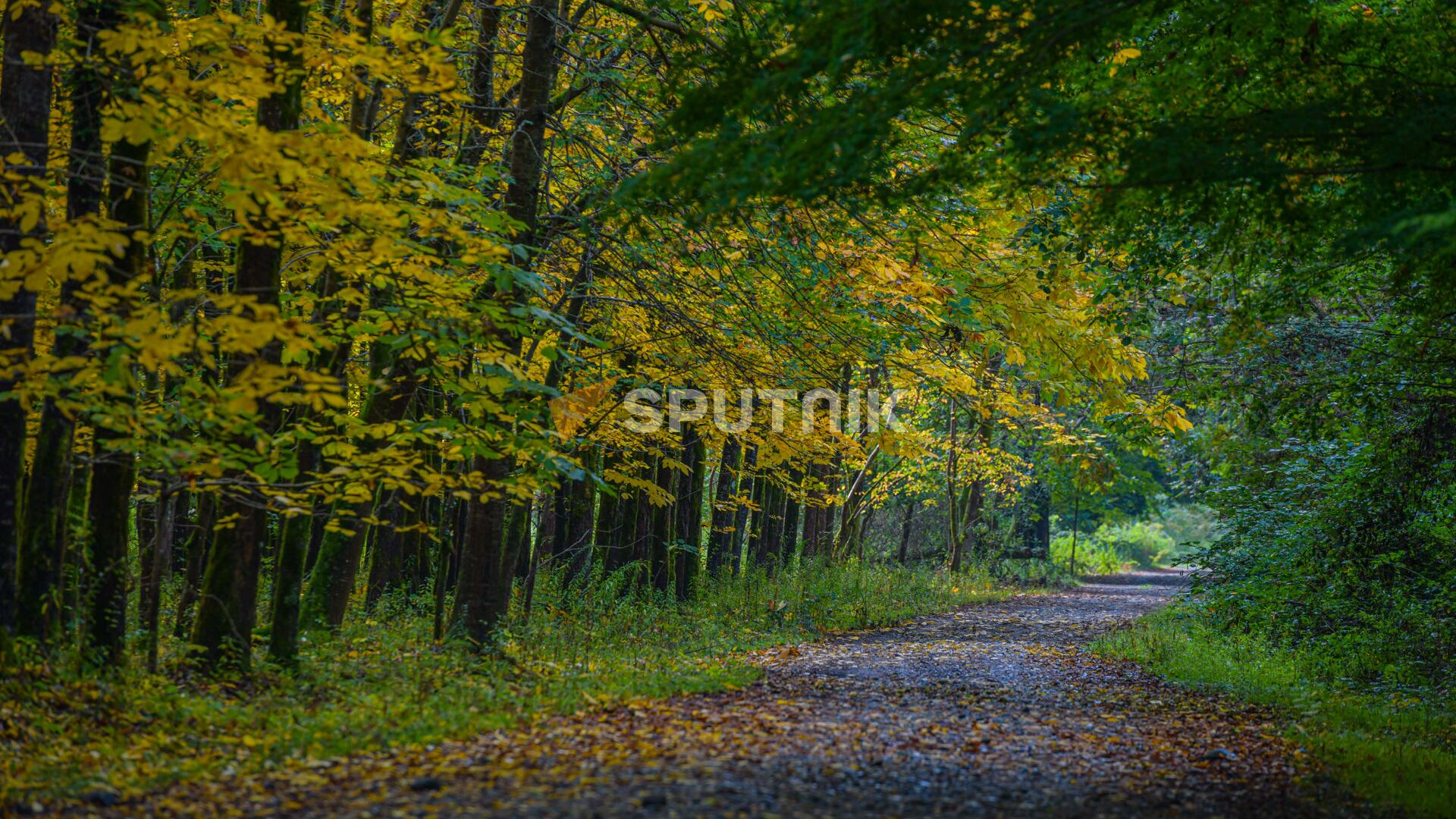 Осень в лесах Абхазии  - Sputnik Абхазия, 1920, 02.09.2022